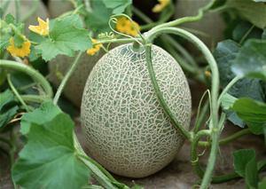 我们吃哈密瓜视频大全免费观看,视频大全带你一网打尽  第1张